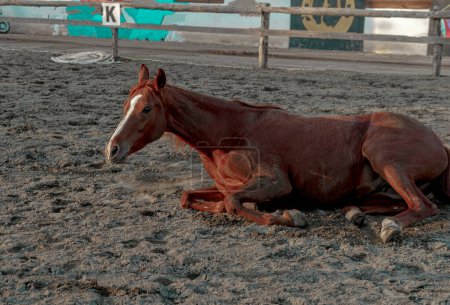 Foto de Rojo caballo marrón tendido en el paddock en granja de caballos sucio en barro - Imagen libre de derechos