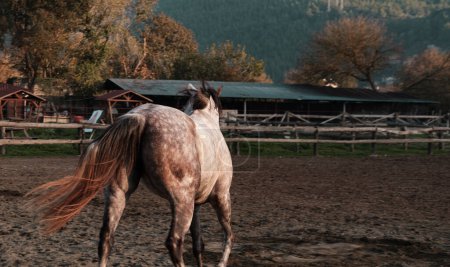 Foto de Dapple caballo gris libre en manege o paddock correr jugando, fondo de la aldea, equitación ambiente club deportivo - Imagen libre de derechos