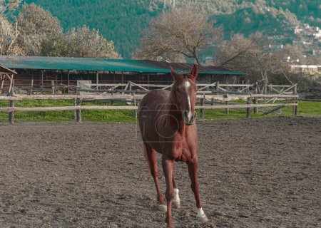 Foto de Rojo marrón castaño caballo corriendo jugando en paddock manege en aire libre libre solo - Imagen libre de derechos