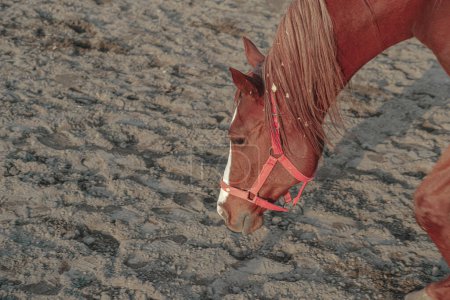 Pferd mit rotem Halfter riecht den Sand des Bodens, rotbrauner Schachhengst 