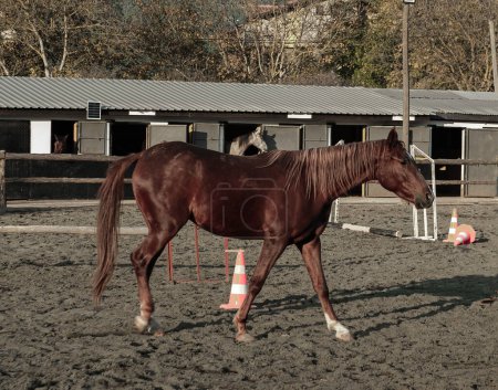 Photo for Horses playing in phorse free playing in paddock horsemanship, open air riding clubaddock horsemanship, open air riding club, brown and white horses - Royalty Free Image