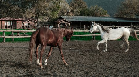 Foto de Caballos jugando en caballería paddock, club de equitación al aire libre, caballos marrones y blancos - Imagen libre de derechos