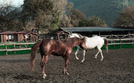 Pferde, die auf der Koppel reiten, Freiluft-Reitverein, braune und weiße Pferde