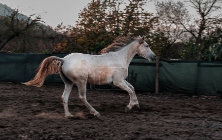 white horse outdoors on horse farm running free