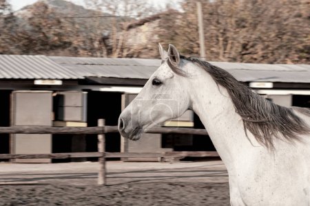 white horse outdoors on horse farm running free