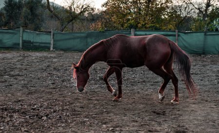 Foto de Castaño marrón caballo rojo libre en manege en granja de caballos - Imagen libre de derechos