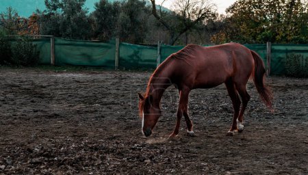 Foto de Castaño marrón caballo rojo libre en manege en granja de caballos - Imagen libre de derechos