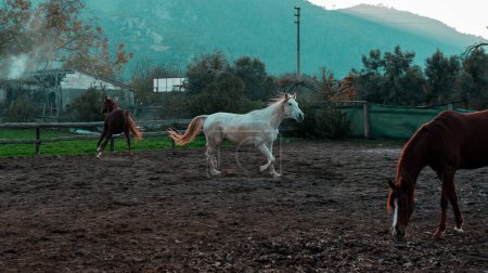 Foto de Caballos que corren en una granja de caballos, ganadería ecuestre de aldea - Imagen libre de derechos
