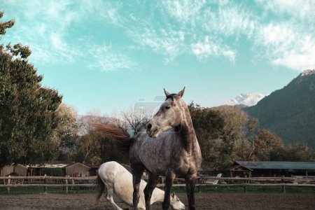 Foto de Dapple caballos blancos y blancos gratis en la granja de caballos, club de equitación del pueblo, paisaje natural - Imagen libre de derechos