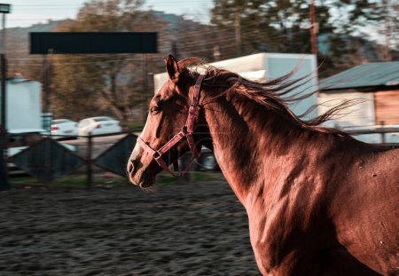 chestnut brown red horse free in manege on horse farm running stallion