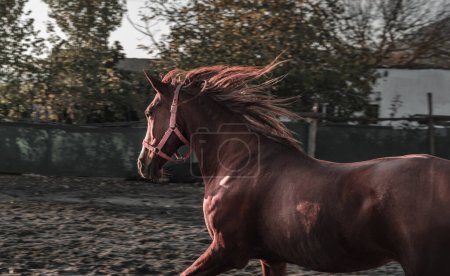 Foto de Castaño marrón rojo caballo libre en manege en caballo granja corriendo semental - Imagen libre de derechos