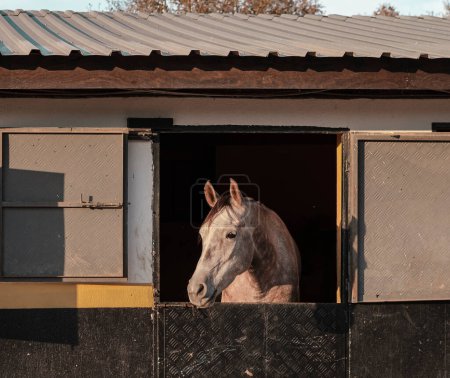 Foto de Dapple gris caballo en establo natural caballo granja ganado pueblo vista - Imagen libre de derechos