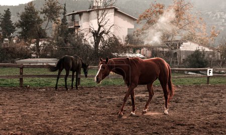 Foto de Caballos negro y castaño marrón en granja de caballos libre de asedio, colores de otoño - Imagen libre de derechos