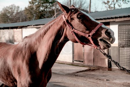 Foto de Castaño marrón caballo rojo en halter en granja de caballos al aire libre va a establo - Imagen libre de derechos
