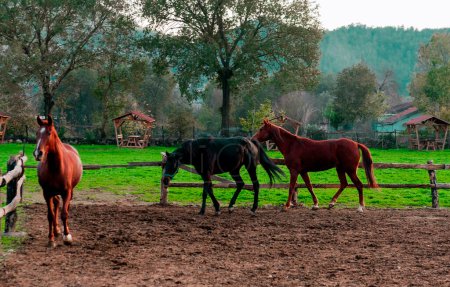 Foto de Caballos jugando gratis en el paddock en la granja de caballos en el pueblo - Imagen libre de derechos