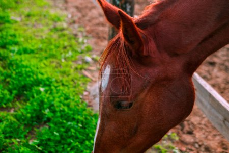Photo for Chestnut coat horse eating grass at paddock - Royalty Free Image