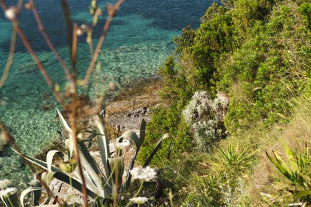 vista costera de las plantas en la costa alta rocosa sobre el agua de mar