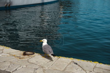 Téléchargez les photos : Oiseau de mouette sur le littoral d'amarrage dans le port de paxos - en image libre de droit