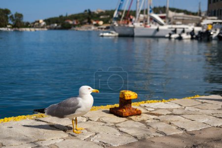 Téléchargez les photos : Mouette au port de Gaios à l'île grecque de Paxos, vue sur la promenade du village en première ligne de la couchette avec bateaux, magasins, tavernes - en image libre de droit