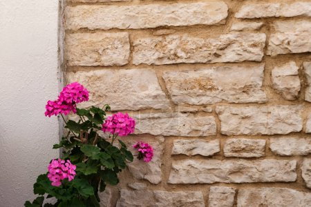 magenta color geranium plant of old style stone brick wall background