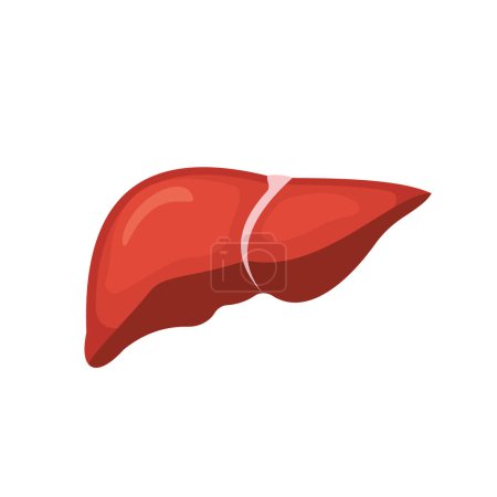 Foto de Human liver, internal organ, illustration - Imagen libre de derechos