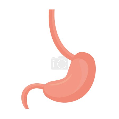 Foto de Stomach, human digestive organ, illustration - Imagen libre de derechos