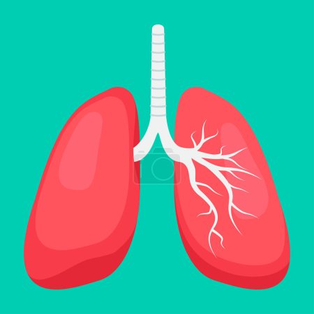 human lungs anatomy. illustration.