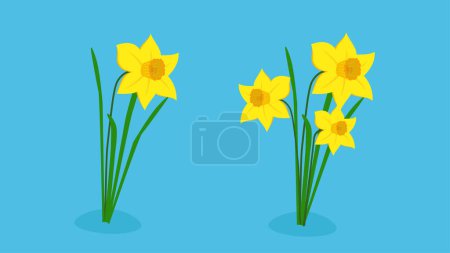 Illustration for Yellow daffodils in a flower pot on a blue background. vector illustration. - Royalty Free Image