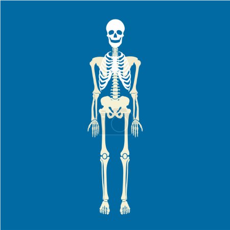 Illustration for Skeleton bones, illustration, vector - Royalty Free Image