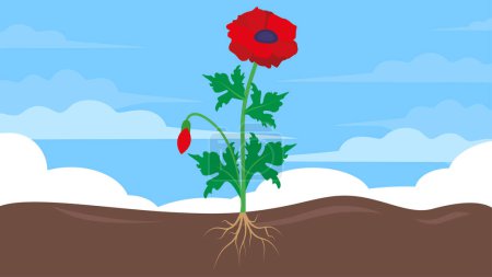 Téléchargez les illustrations : Illustration de fleur de pavot avec des racines dans le sol - en licence libre de droit