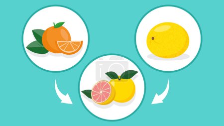 Illustration for Illustration of citrus fruits in round circle shape - Royalty Free Image