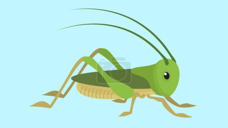 Grasshopper vector illustration in flat style. Green grasshopper.
