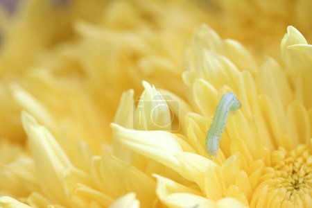 primer plano de la oruga por encima de la flor amarilla. macrofotografía 