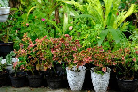Miana or Coleus atropurpureus is a shrub with a height of up to 1.5 m. The leaves are efficacious as a cure for hemorrhoids, ulcer medicine, puerperal fever medicine, ear inflammation medicine.