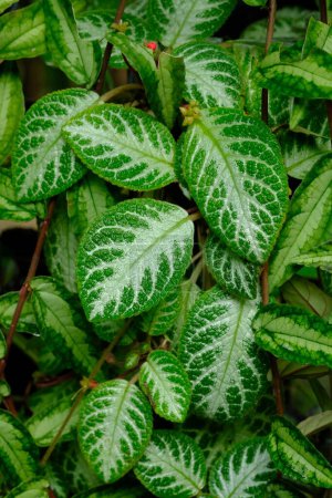 Photo for Fittonia plant with multicolored variegated leaves - Royalty Free Image