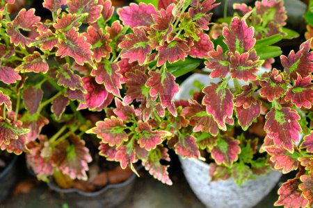 Photo for Coleus scutellarioides, or coleus, is a species of flowering plant in the family of Lamiaceae. miana - Royalty Free Image