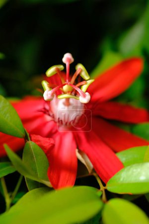 Photo for Red passion flower. passiflora vitifolia. red perfumed flower in the tropical garden. natural background concept. - Royalty Free Image
