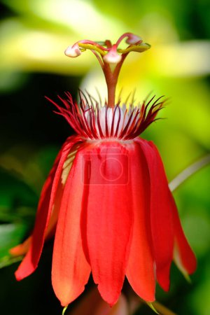 Photo for Red passion flower. passiflora vitifolia. red perfumed flower in the tropical garden. natural background concept. - Royalty Free Image
