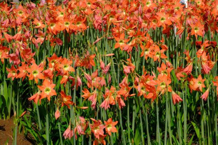 Photo for Amaryllis is the only genus in the subtribe Amaryllidinae. It is a small genus of flowering bulbs, with two species. The better known of the two, Amaryllis belladonna. Orange blooming amaryllis flowers - Royalty Free Image