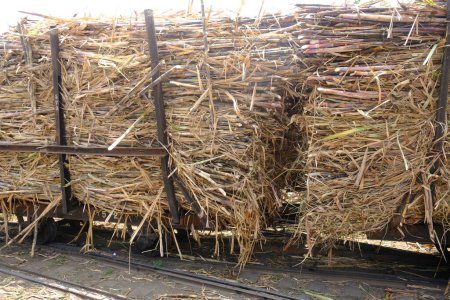 Photo for Pile of sugar cane on a train carrying sugar cane. This sugarcane will be transported to the factory to be processed into sugar. sugarcane is a smallholder - Royalty Free Image