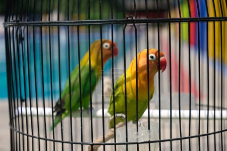 Foto de Two parrots sitting in a cage - Imagen libre de derechos