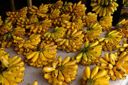Toko Buah Pisang Emas. Lady Finger bananas are diploid cultivars of Musa acuminata. They are small, thin skinned, and sweet. Musa acuminata 'Lady Finger'. fresh bananas lined up at the fruit stand.