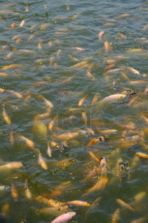 Photo for Koi or specifically koi comes from Japanese which means carp. Cyprinus rubrofuscus. Koi fishes in the lake being fed - Royalty Free Image