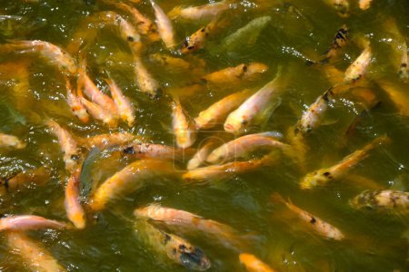 Photo for Koi or specifically koi comes from Japanese which means carp. Cyprinus rubrofuscus. Koi fishes in the lake being fed - Royalty Free Image