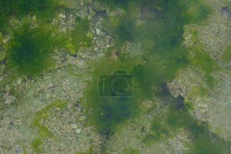 algas verdes en el agua
