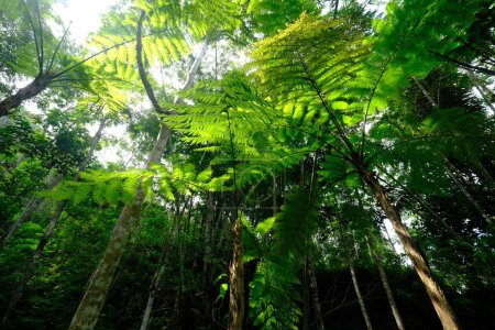 Téléchargez les photos : Fougère arborescente (Cyathea spinulosa) dans la forêt tropicale verte - en image libre de droit