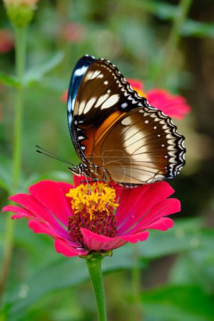 Butterfly on a flower in the garden at sunny day