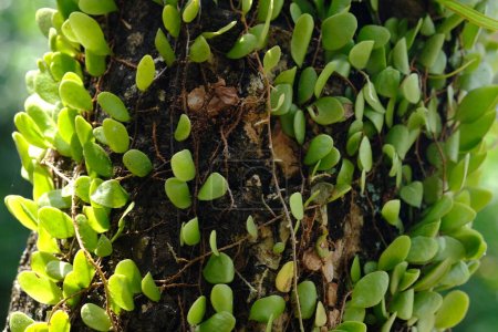 Pyrrosia piloselloides es uno de los varios tipos de helechos epífitos conocidos como escamas de dragón, dudosas u hojas de centavo.. 