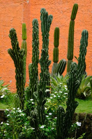 Echinopsis pachanoi or San Pedro Cactuses is a fast-growing columnar cactuses native to the Andes Mountains.