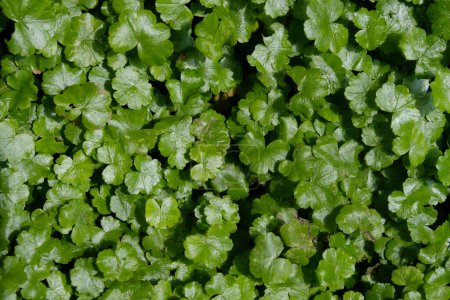 Hydrocotyle ranunculoides, commonly known as floating penny moss, or floating swamp moss, is an aquatic plant in the Apiaceae family.